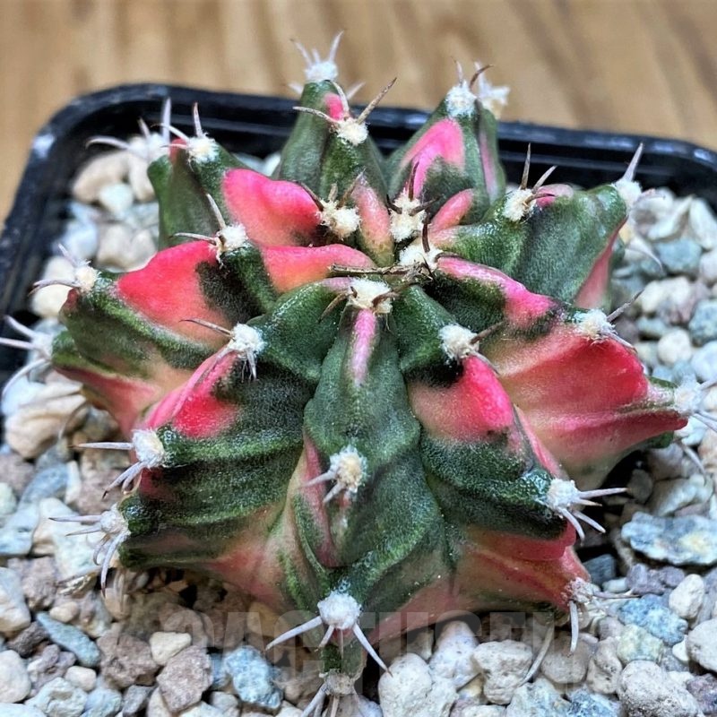 SH23838 Gymnocalycium mihanovichii P3