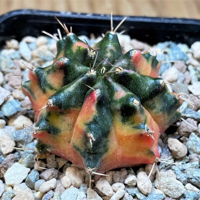 SH23839 Gymnocalycium mihanovichii ‘Pearl Andaman’