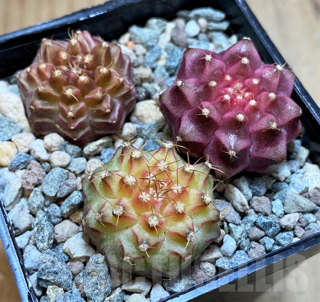 SH23786 Gymnocalycium mihanovichii 'Neon' hybrid, seedling mix - Image 2