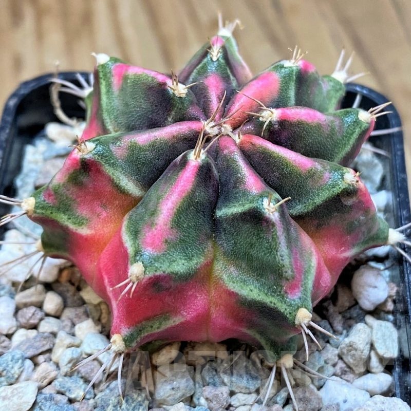 SH23840 Gymnocalycium mihanovichii ‘Little Rabbit'