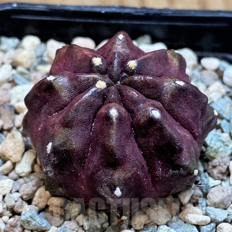 SH23841 Gymnocalycium mihanovichii ‘Chocolate Fist'
