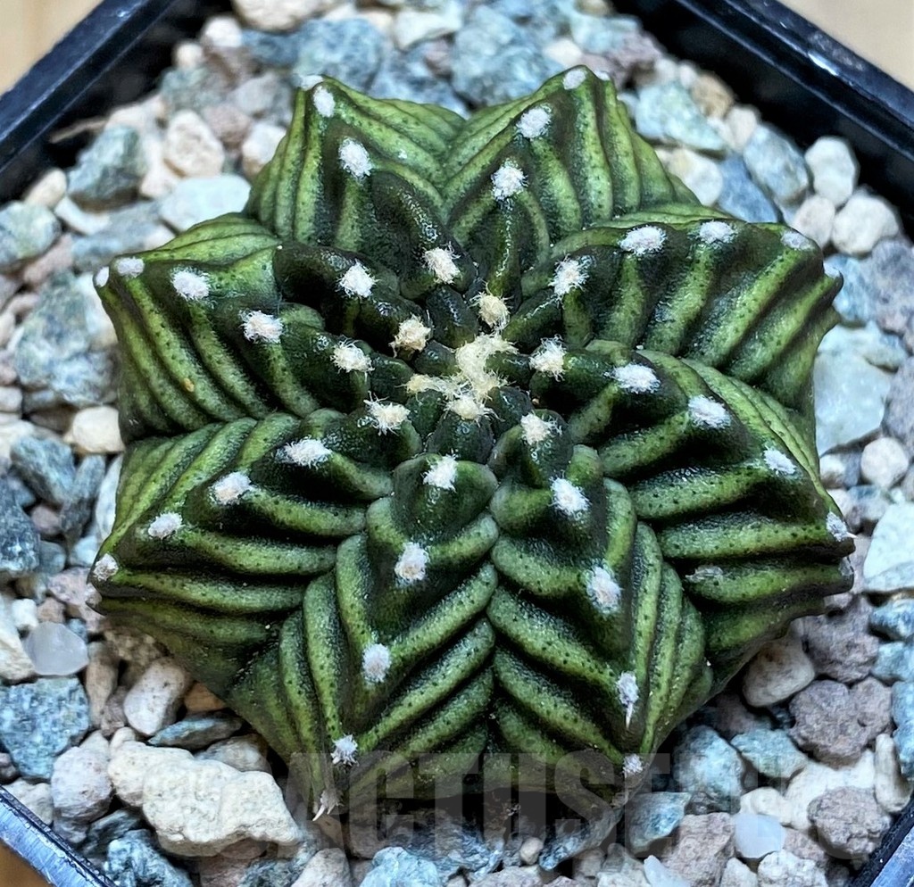 SH23842 Gymnocalycium mihanovichii ‘Pandan'