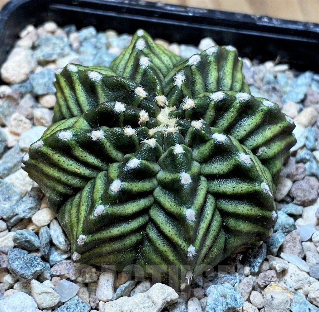 SH23842 Gymnocalycium mihanovichii ‘Pandan' - Image 2
