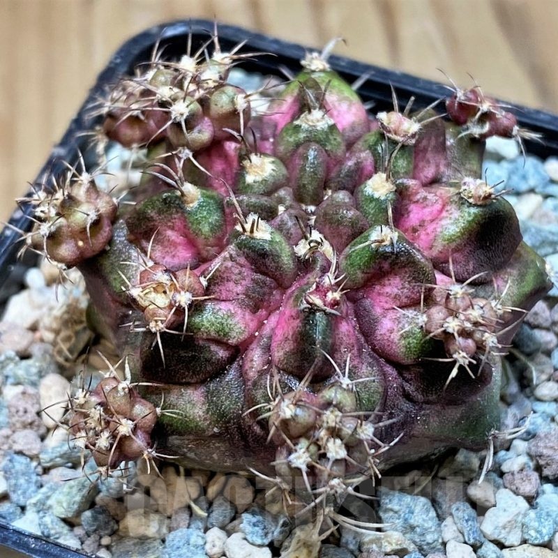SH23843 Gymnocalycium mihanovichii 'Godji'