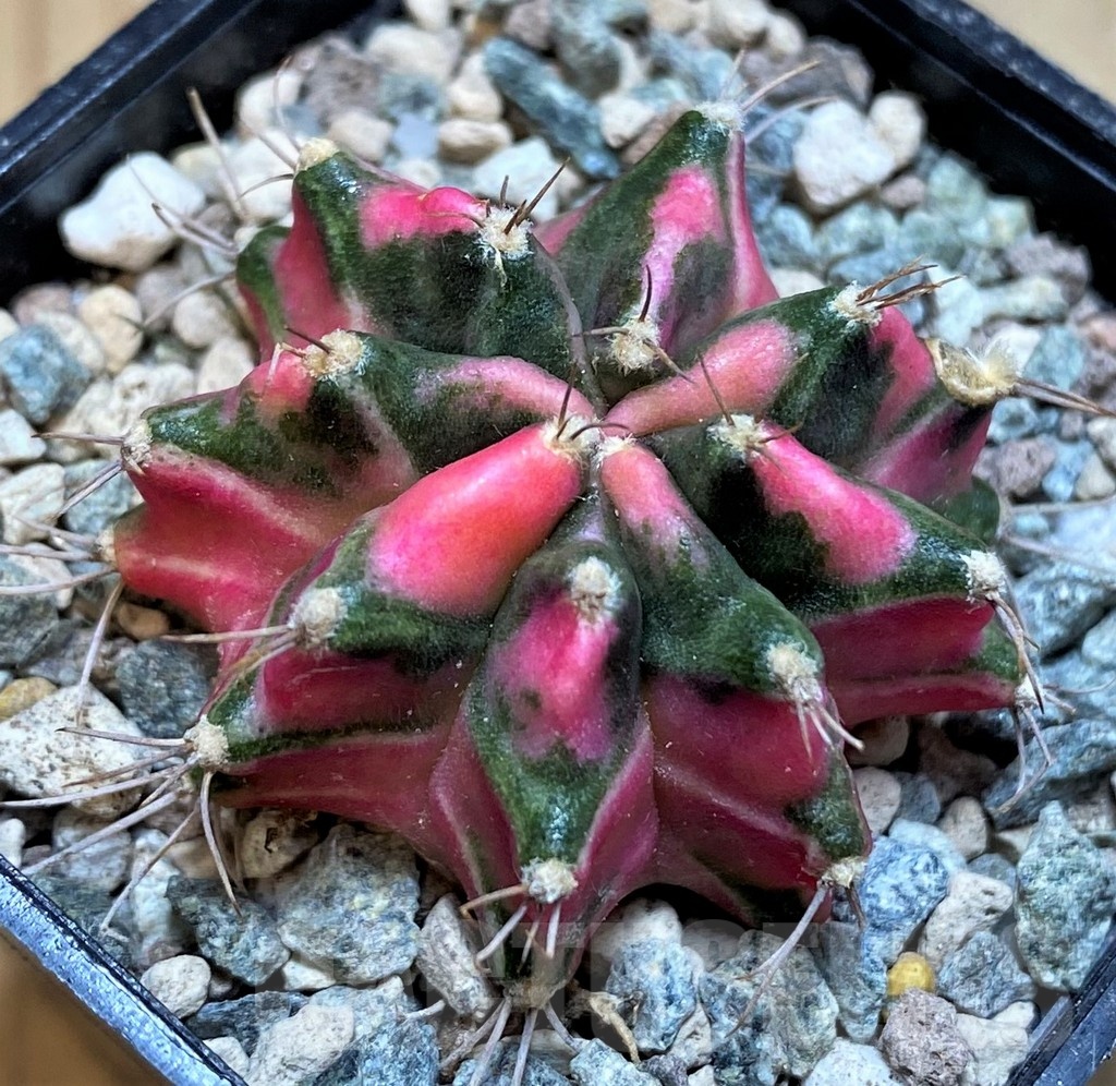 SH23844 Gymnocalycium mihanovichii ‘Pink Star'