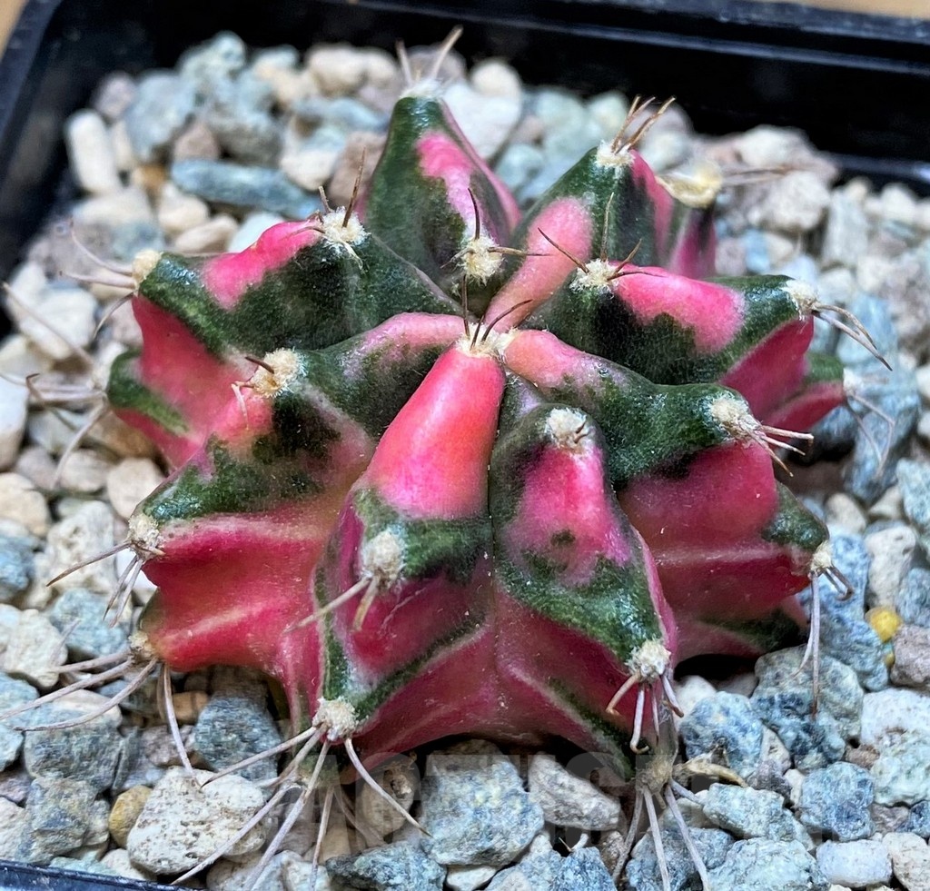 SH23844 Gymnocalycium mihanovichii ‘Pink Star' - Image 2