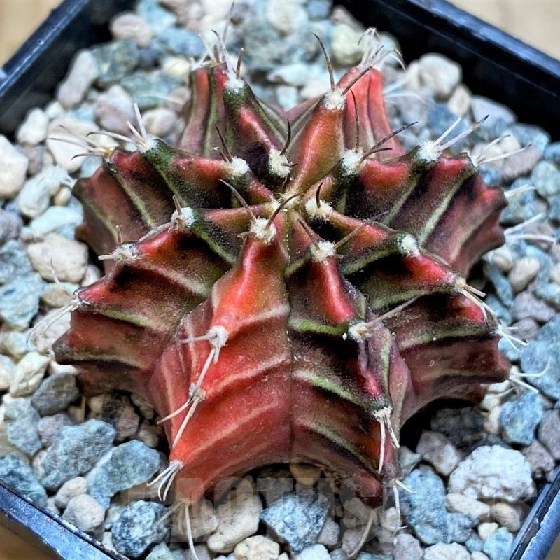 SH23845 Gymnocalycium mihanovichii ‘Gussarari'