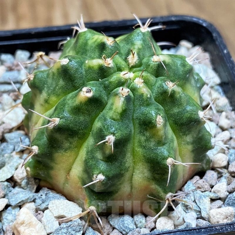 SH23846 Gymnocalycium mihanovichii ‘Golden Tiger'