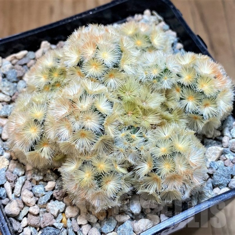SH23848 Mammillaria carmenae ‘Buddha’ hybrid