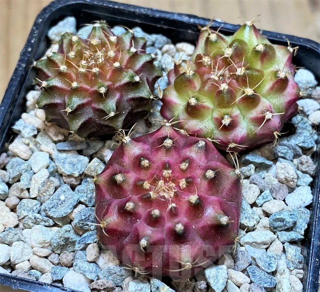 SH23787 Gymnocalycium mihanovichii 'Neon' hybrid, seedling mix