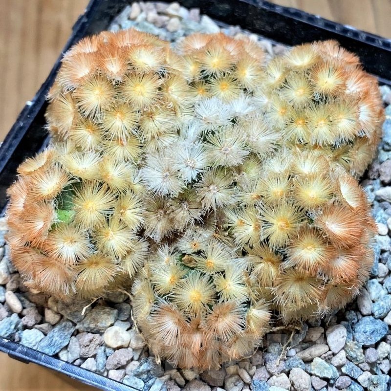 SH23849 Mammillaria carmenae ‘Buddha’ hybrid