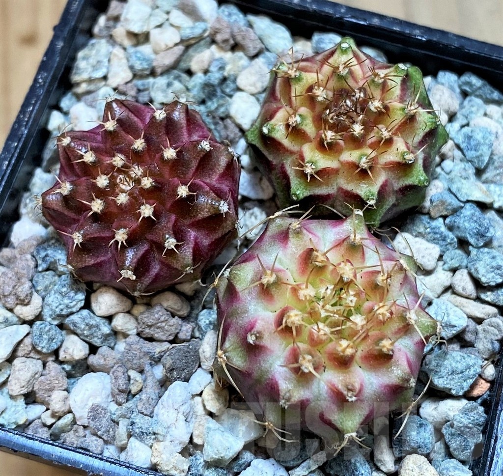 SH23789 Gymnocalycium mihanovichii 'Neon' hybrid, seedling mix - Image 2