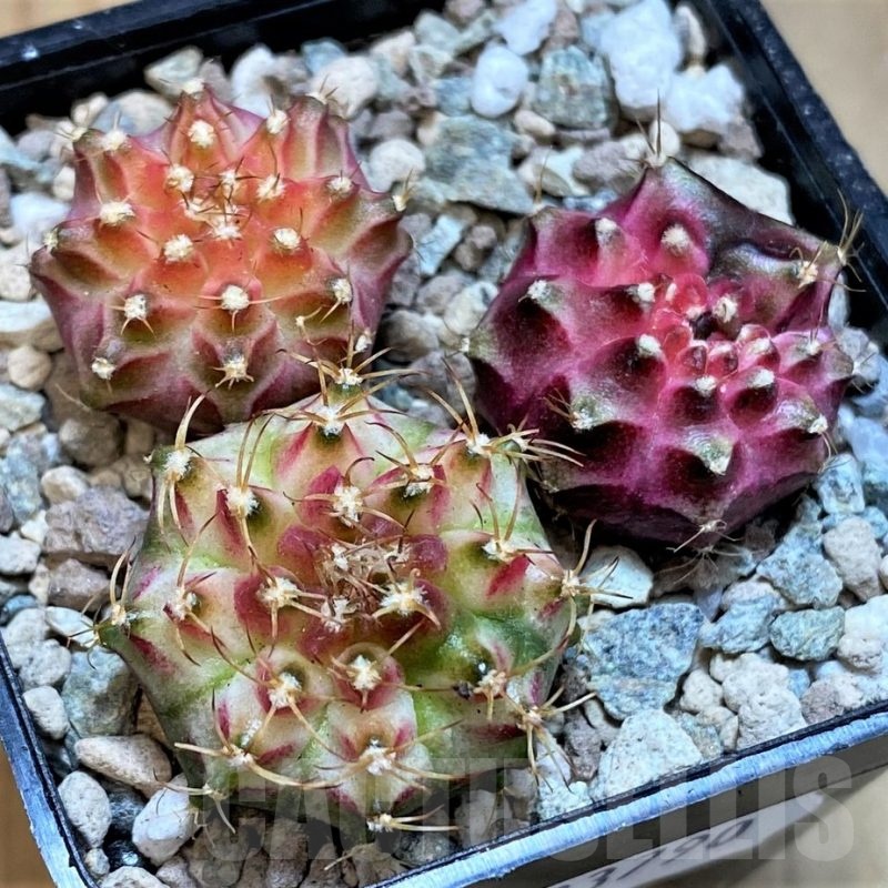 SH23790 Gymnocalycium mihanovichii 'Neon' hybrid, seedling mix