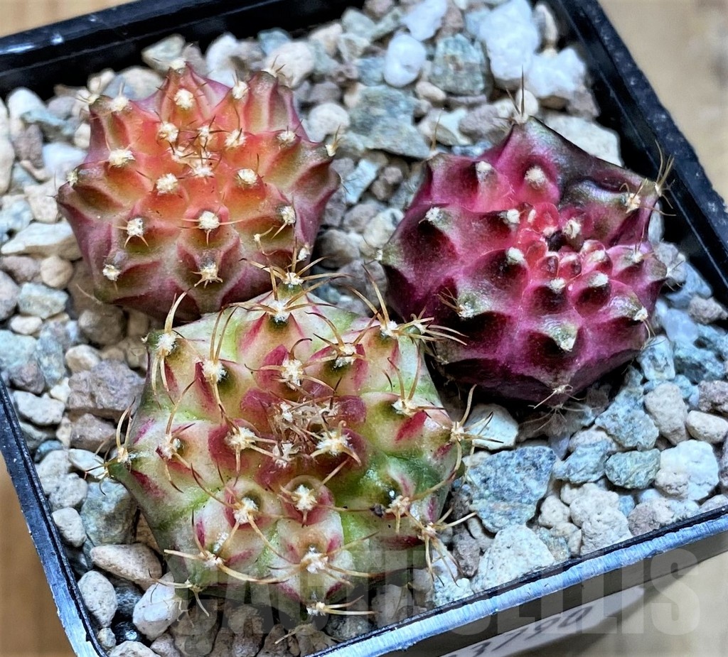 SH23790 Gymnocalycium mihanovichii 'Neon' hybrid, seedling mix