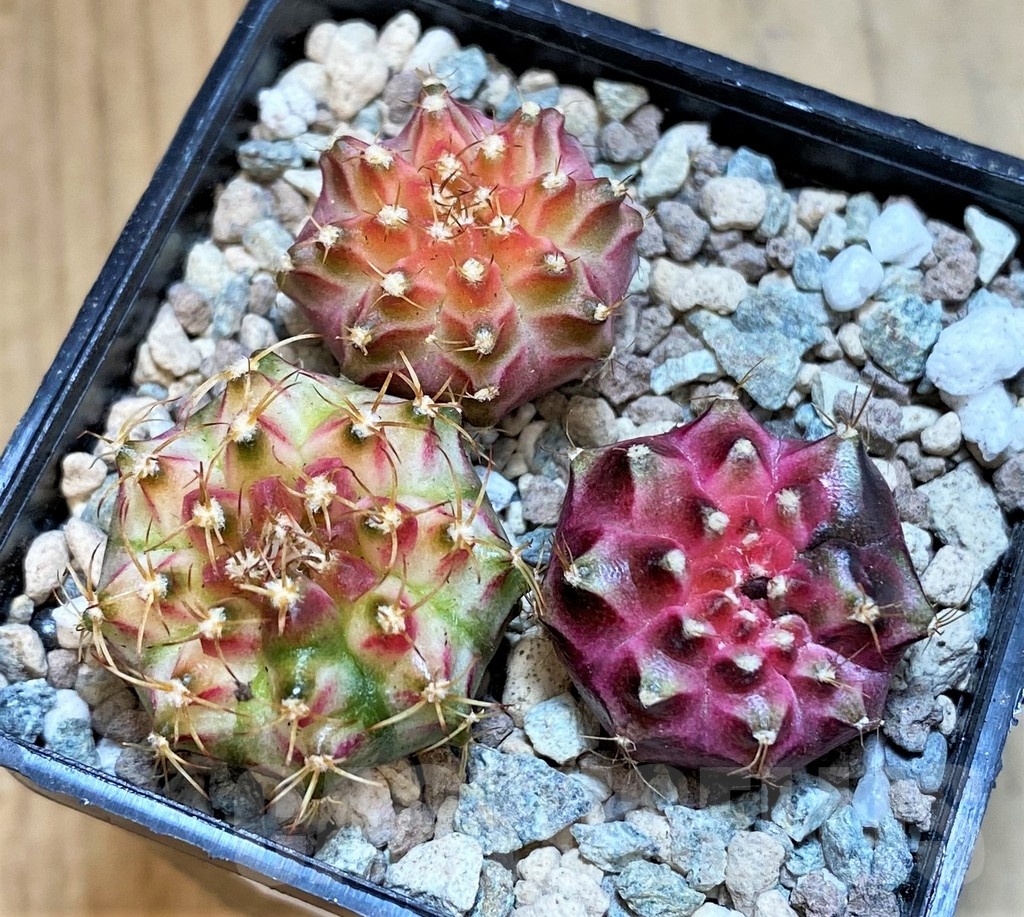 SH23790 Gymnocalycium mihanovichii 'Neon' hybrid, seedling mix - Image 2