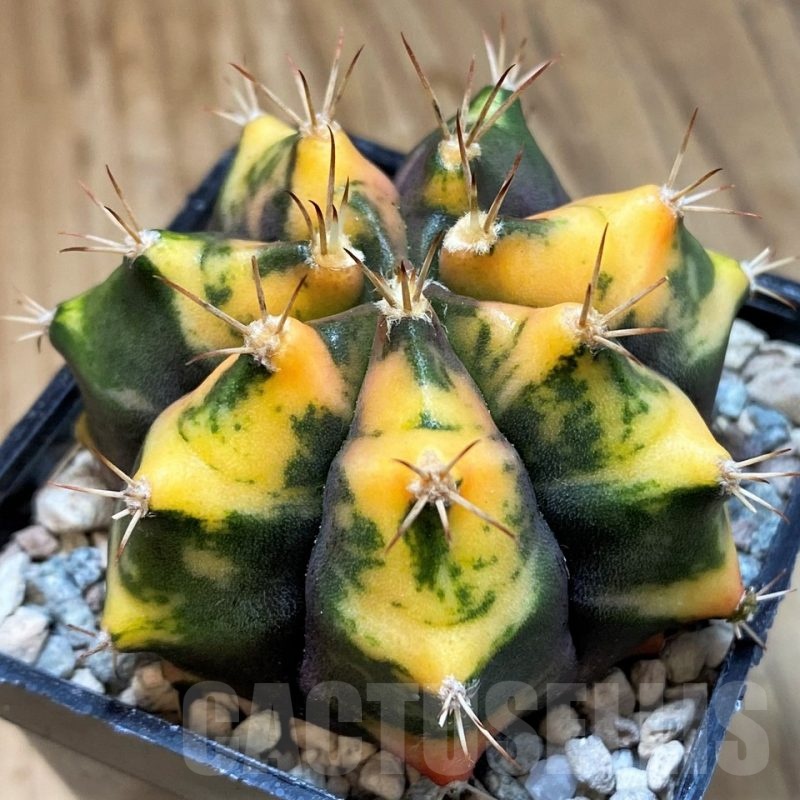 SH23792 Gymnocalycium mihanovichii ‘Tiger Skin’