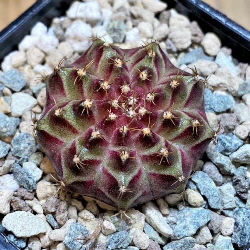 SH23794 Gymnocalycium mihanovichii 'Neon' hybrid