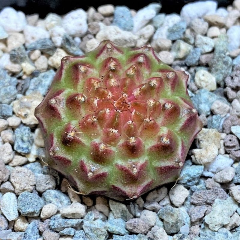 SH23795 Gymnocalycium mihanovichii 'Neon' hybrid