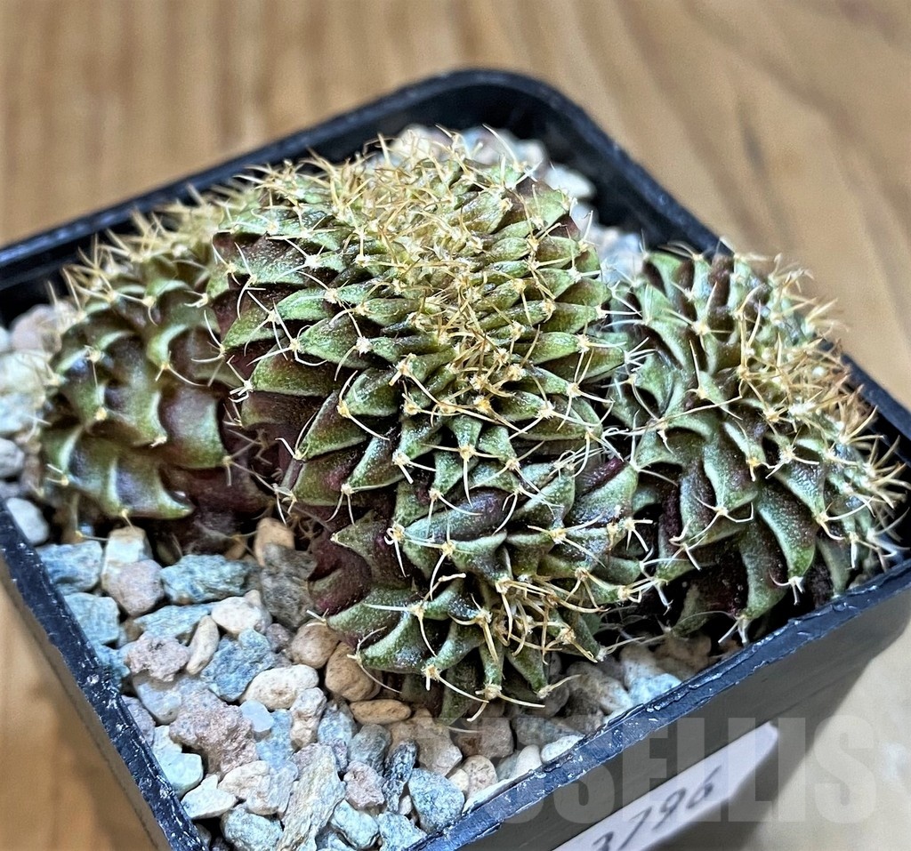 SH23796 Gymnocalycium friedrichii f. cristata - Image 2