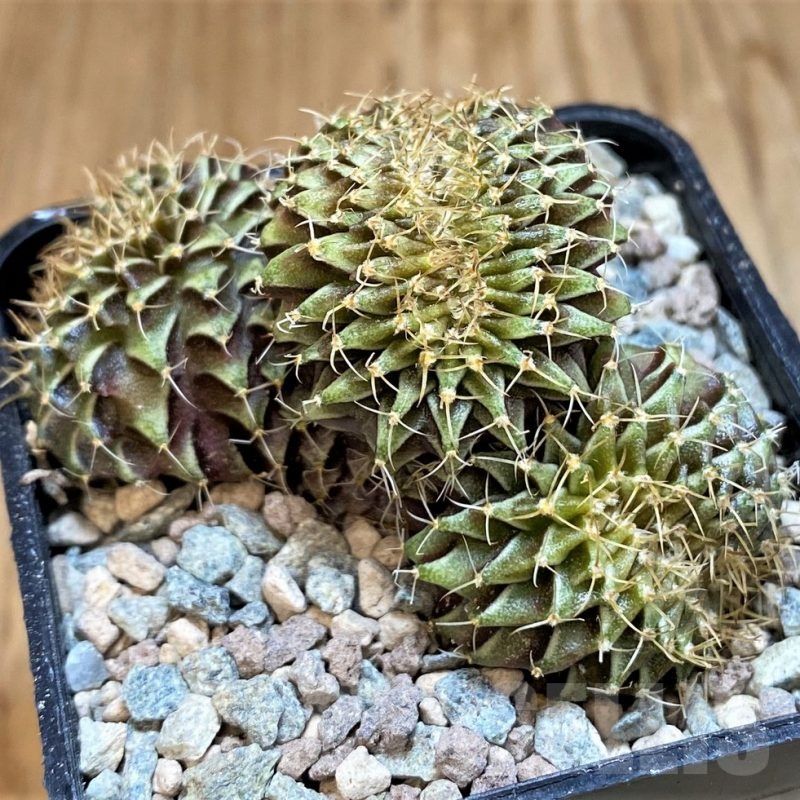 SH23796 Gymnocalycium friedrichii f. cristata