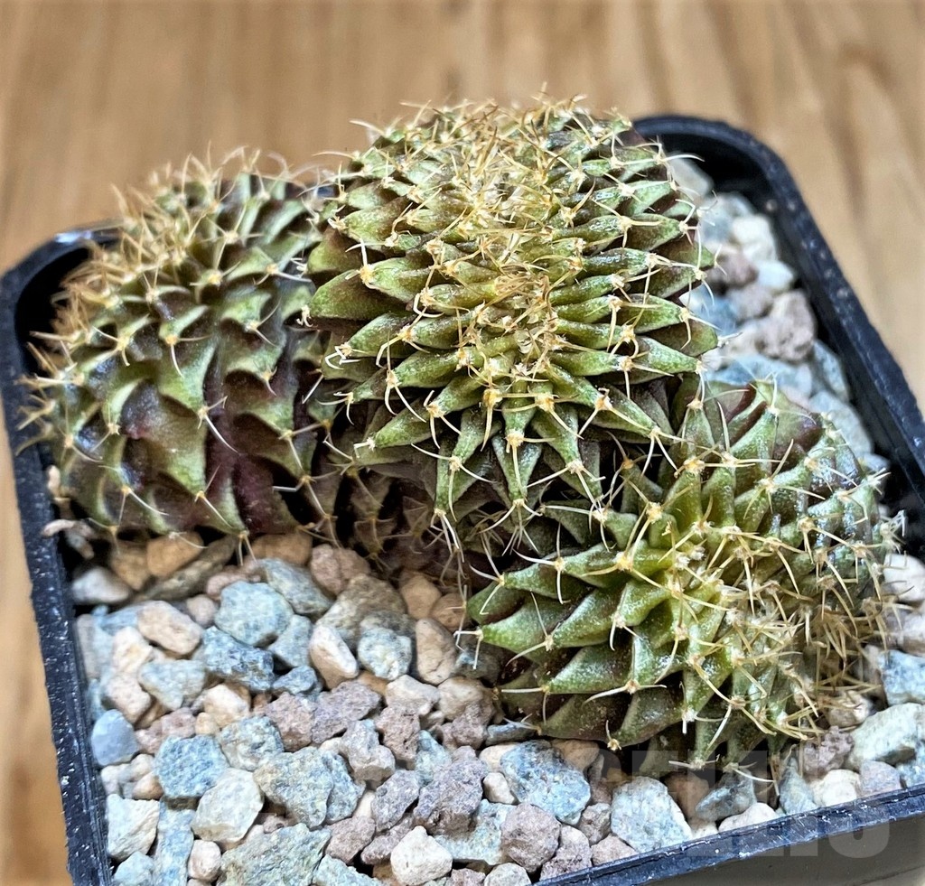 SH23796 Gymnocalycium friedrichii f. cristata