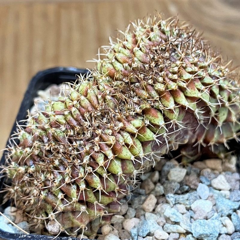 SH23797 Gymnocalycium mihanovichii f. cristata