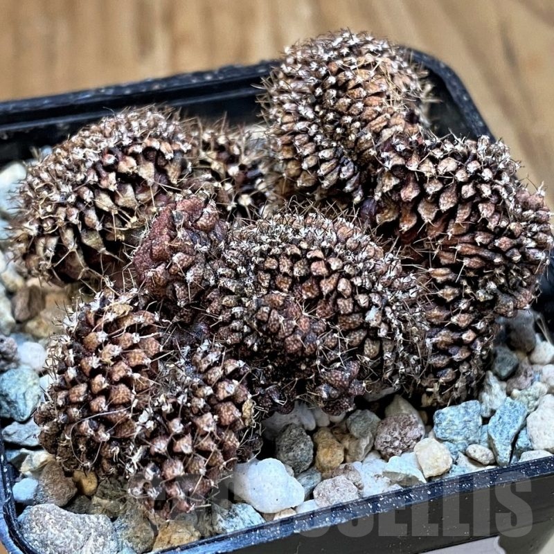 SH23799 Gymnocalycium mihanovichii f. cristata