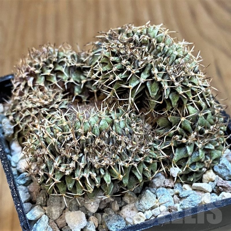 SH23800 Gymnocalycium friedrichii f. cristata