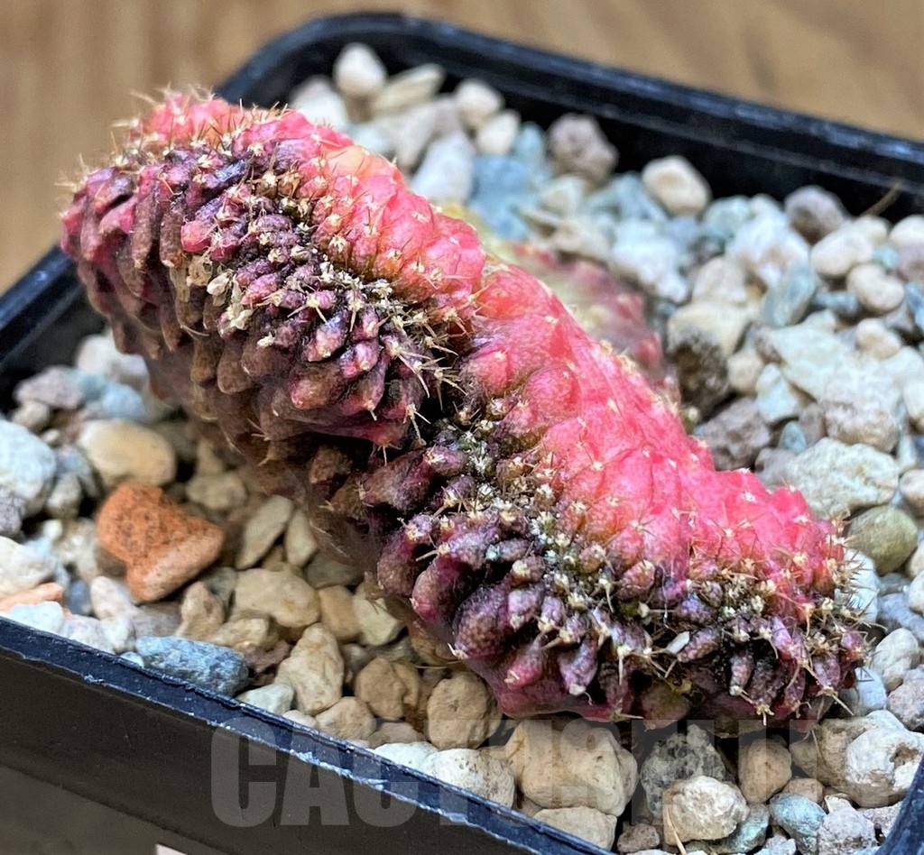 SH23801 Gymnocalycium mihanovichii variegata f. cristata - Image 3