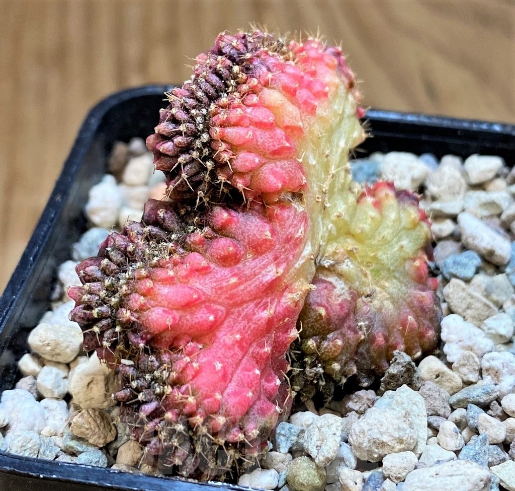 SH23801 Gymnocalycium mihanovichii variegata f. cristata