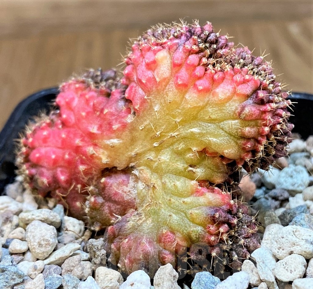 SH23801 Gymnocalycium mihanovichii variegata f. cristata - Image 2
