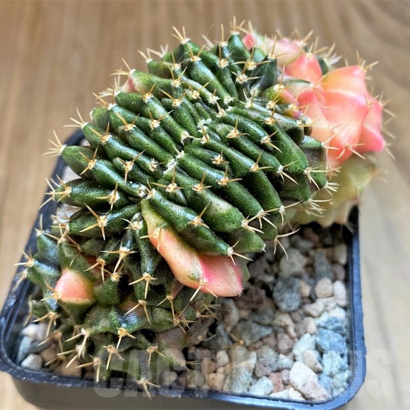 SH23802 Gymnocalycium mihanovichii variegata f. cristata