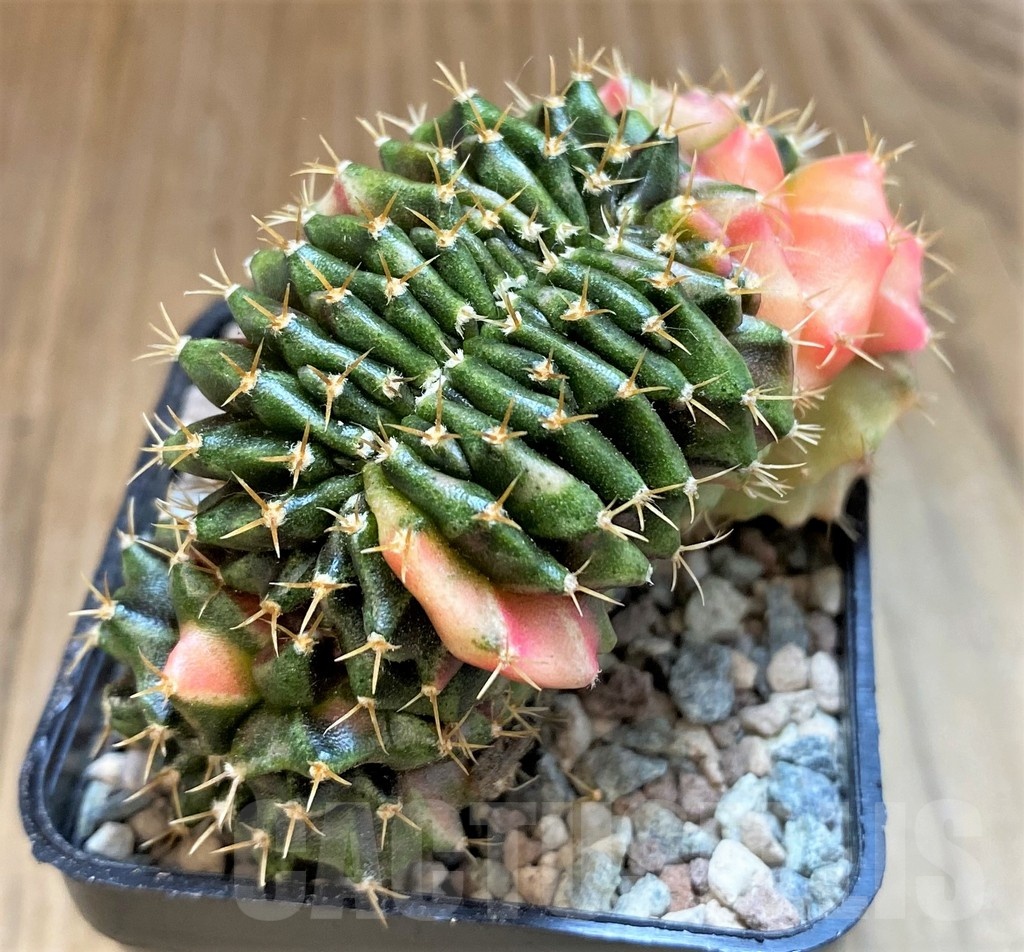 SH23802 Gymnocalycium mihanovichii variegata f. cristata
