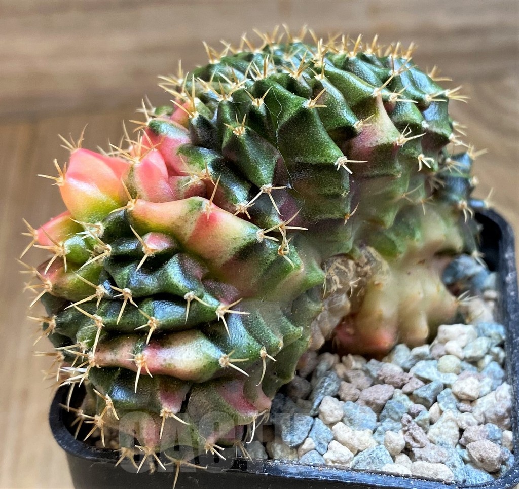 SH23802 Gymnocalycium mihanovichii variegata f. cristata - 画像 (2)