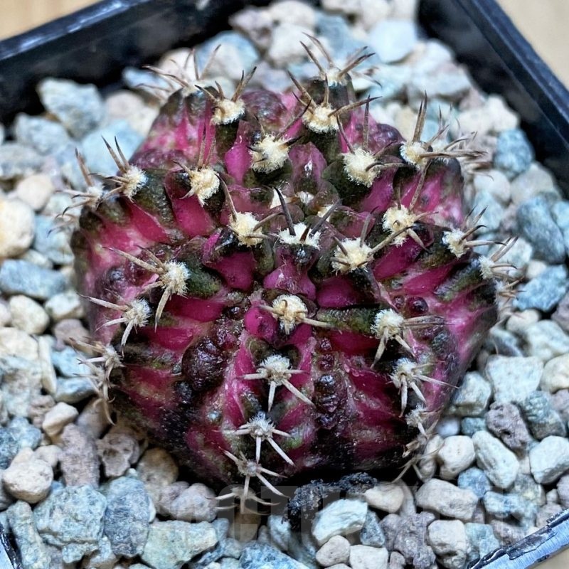 SH23803 Gymnocalycium mihanovichii 'T-Lux'