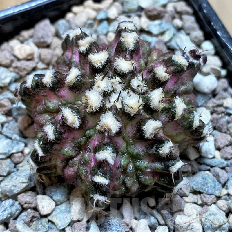 SH23805 Gymnocalycium mihanovichii 'T-Lux'