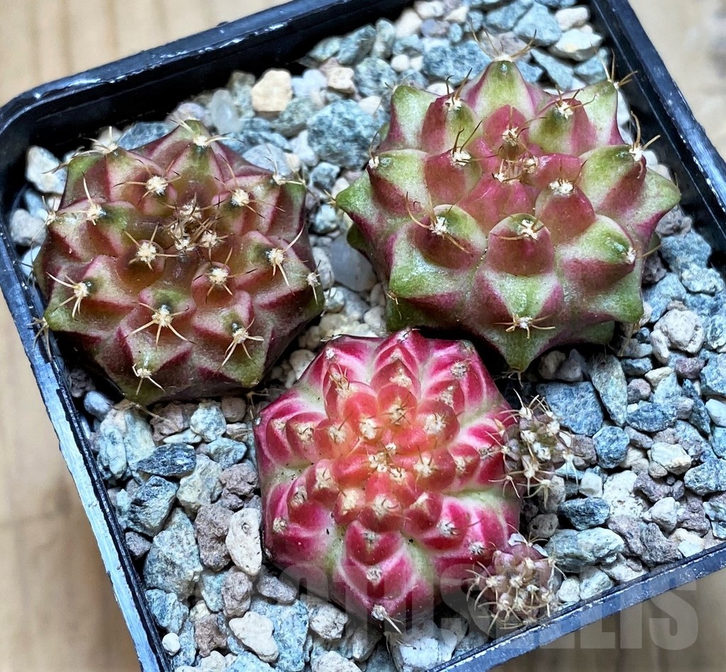 SH23783 Gymnocalycium mihanovichii 'Neon' hybrid, seedling mix