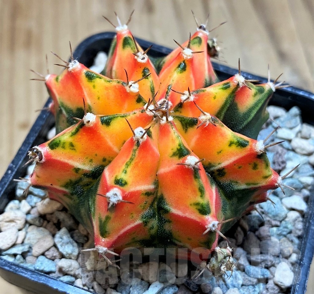 SH23807 Gymnocalycium mihanovichii 'Macan' - 画像 (2)