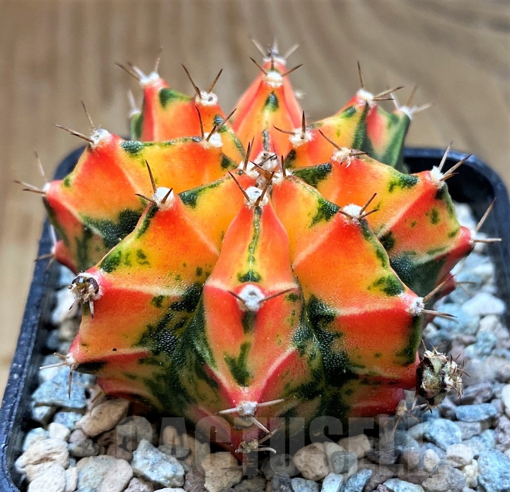 SH23807 Gymnocalycium mihanovichii 'Macan'
