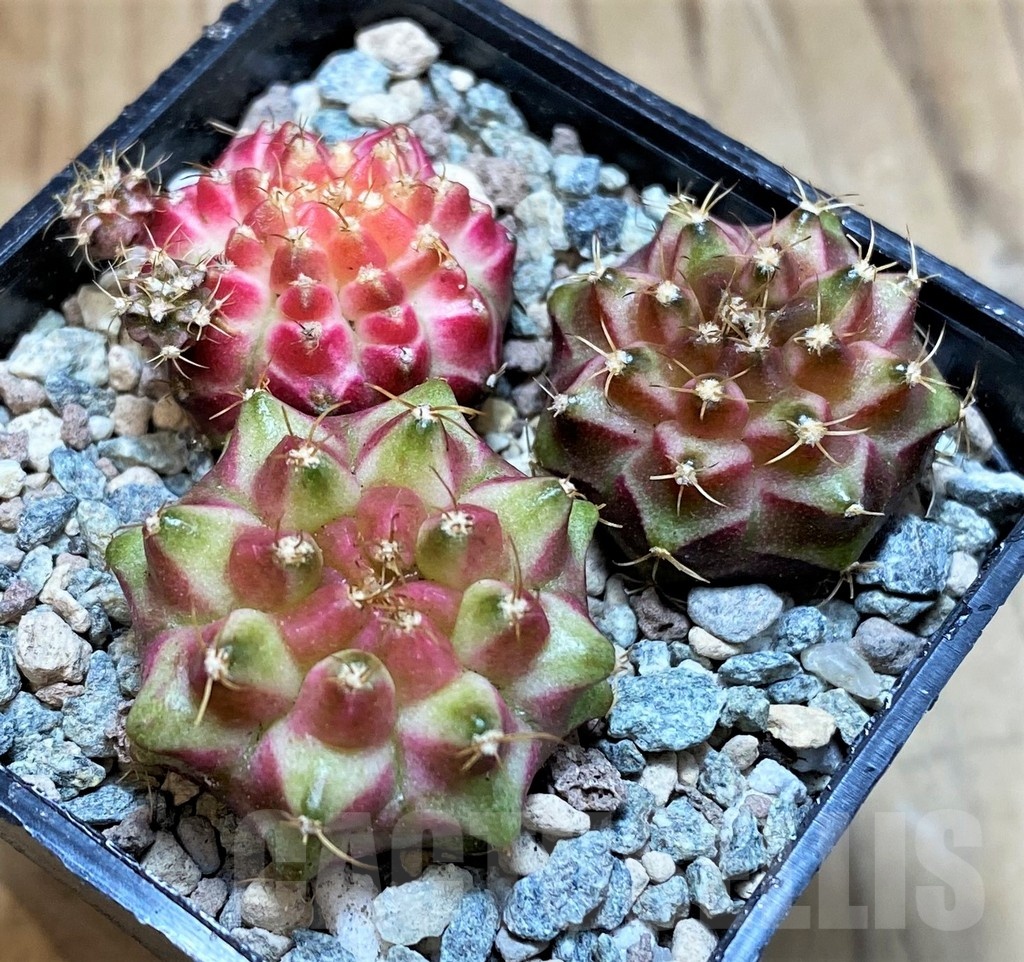 SH23783 Gymnocalycium mihanovichii 'Neon' hybrid, seedling mix - Image 2