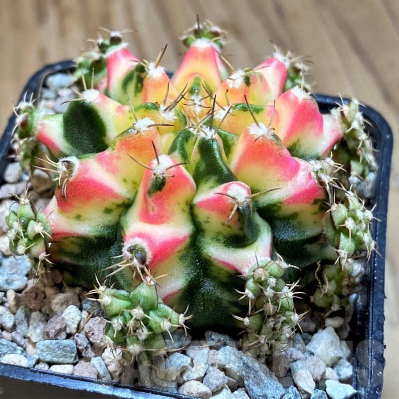 SH23812 Gymnocalycium mihanovichii ‘Multicolor’