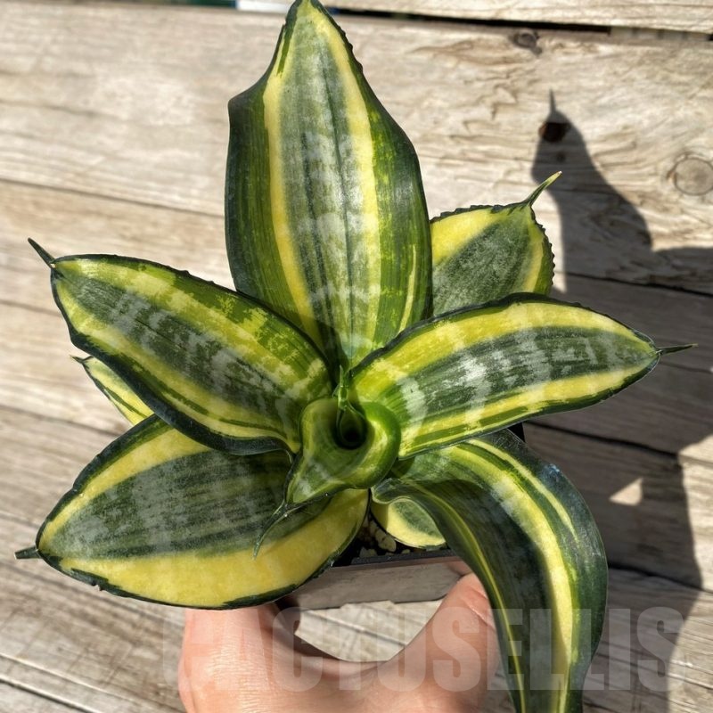 SH16344 Sansevieria ‘Japanese Twister’