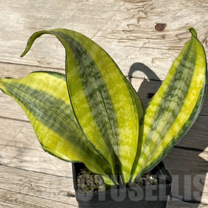 SH16321 Sansevieria 'Futura Aurea'