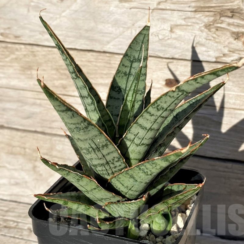 SH16355 Sansevieria ‘Sweet Celery’