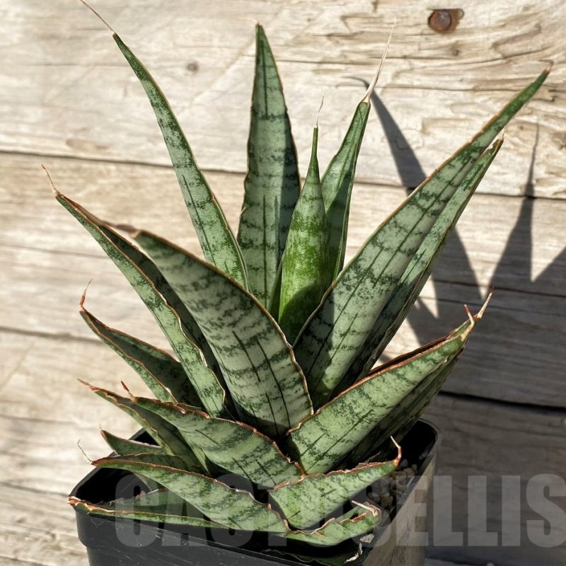 SH16356 Sansevieria ‘Sweet Celery’