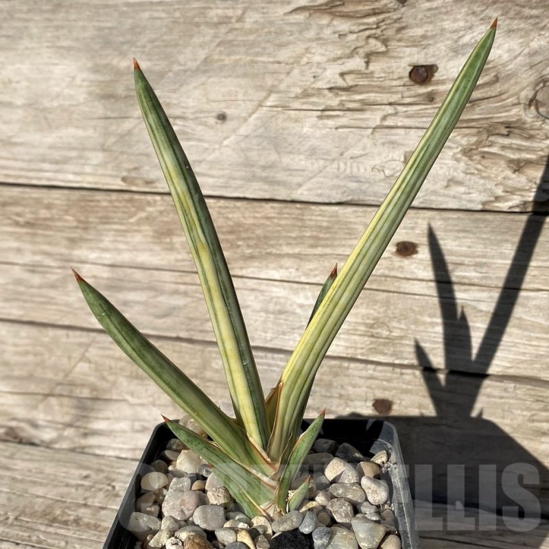 SH17853 Sansevieria ‘Blue Clone’