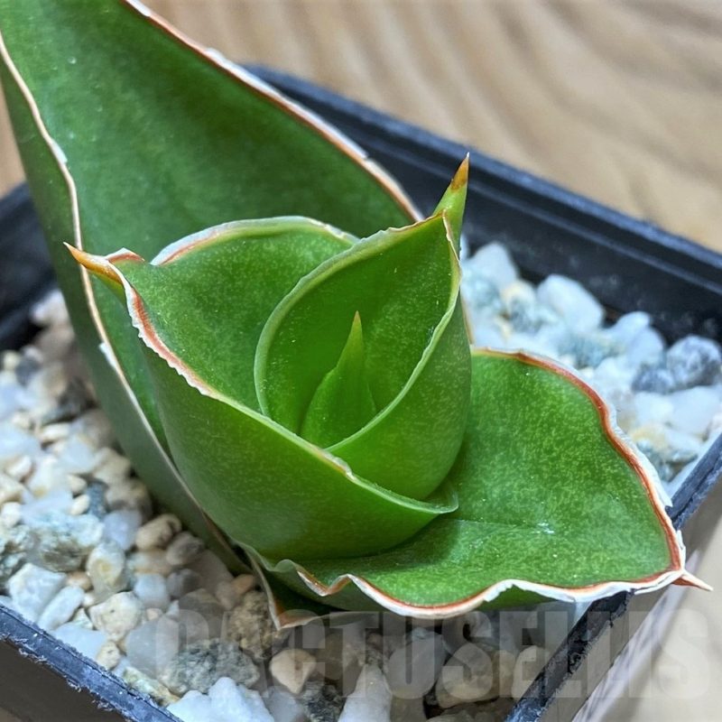 SH20212 Sansevieria 'Tower'