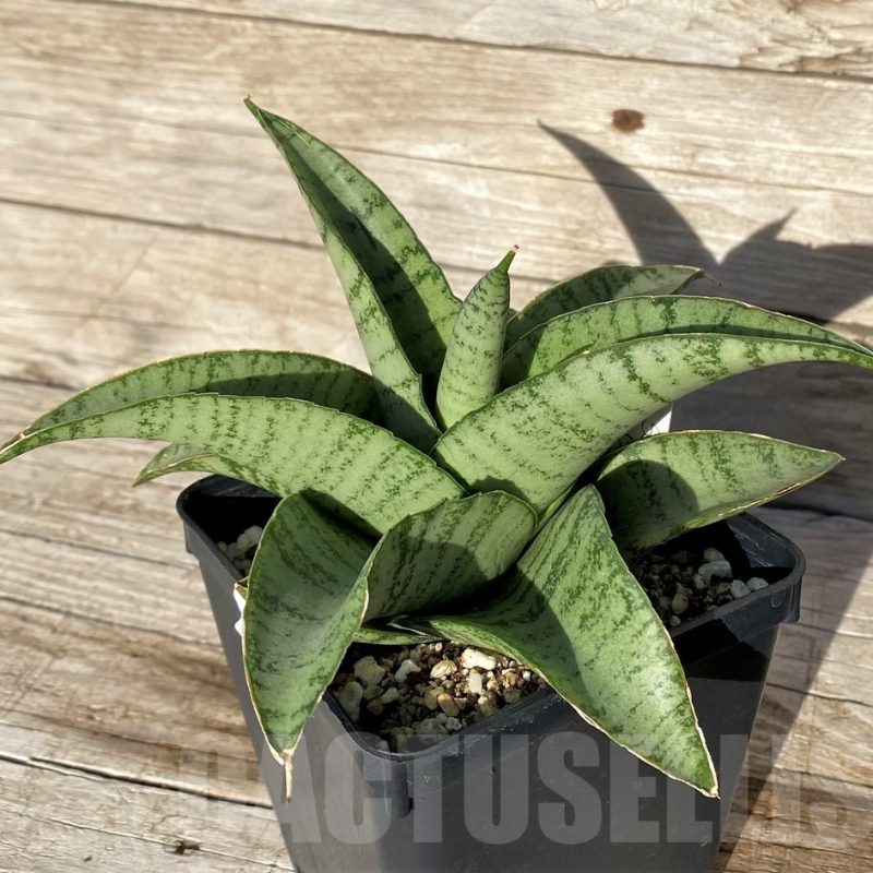 SH16274 Sansevieria hybrid