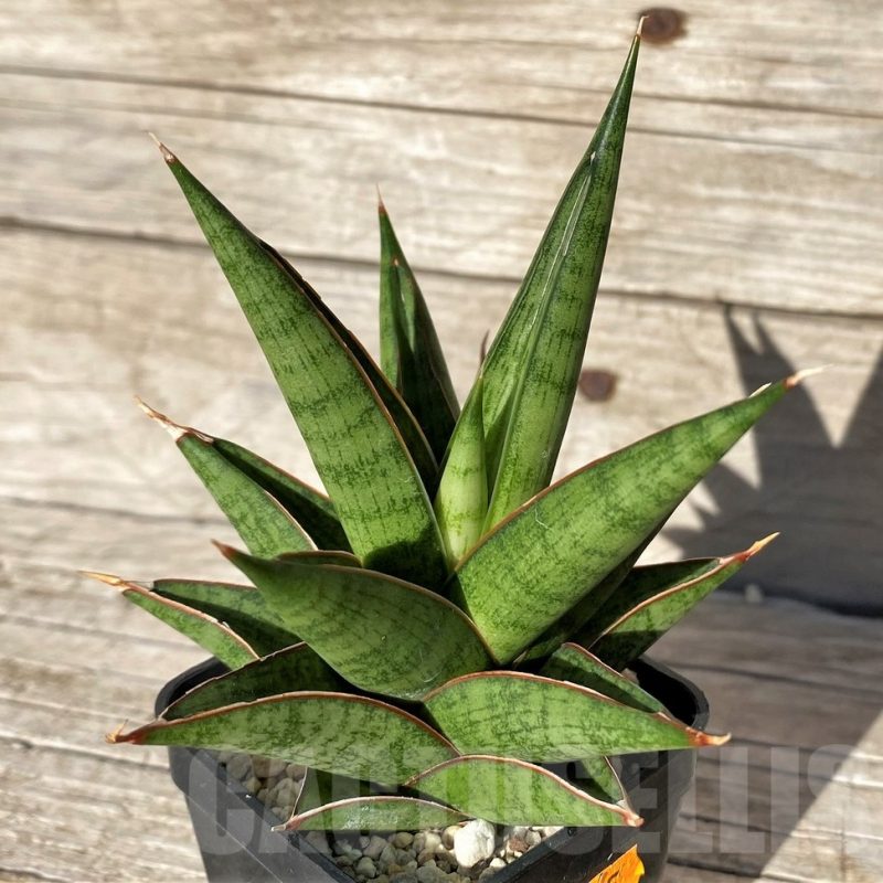 SH1585 Sansevieria 'Rockman'