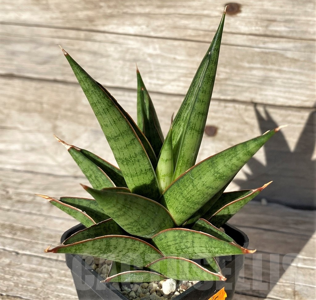 SH1585 Sansevieria 'Rockman'